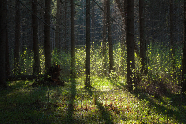 sunlight shines through the trees - Фото, зображення