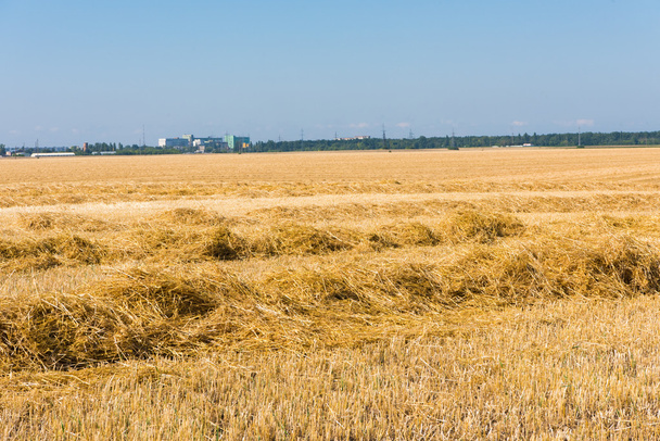 Weizenfeld nach der Ernte - Foto, Bild