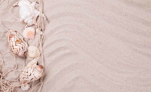 Conchas na praia arenosa
 - Foto, Imagem
