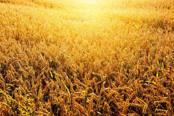 Golden ripe wheat ears - Photo, Image