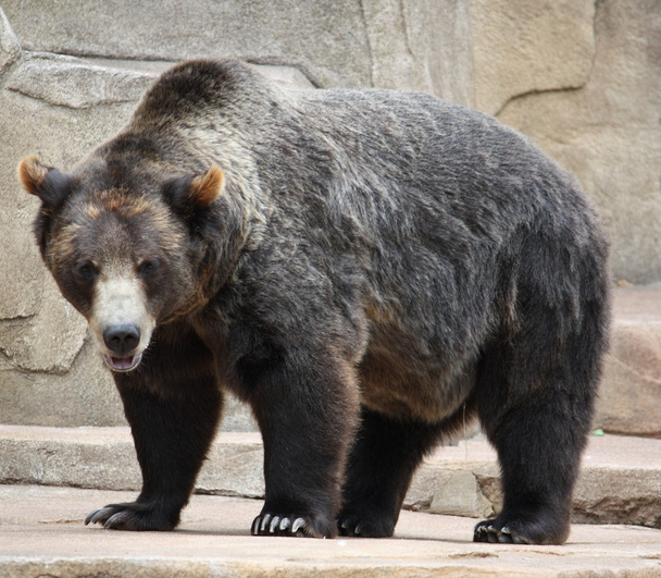 μεγάλη μαύρη αρκούδα - Φωτογραφία, εικόνα