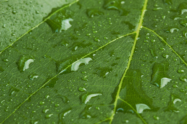 Wine leaf - Foto, Bild