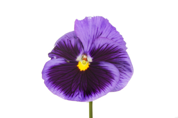 Purple Pansy flower - Foto, Bild