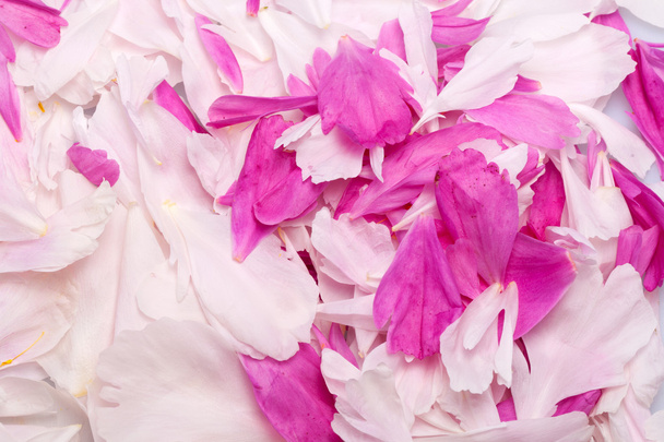 Pünkösdi rózsa virág - Fotó, kép
