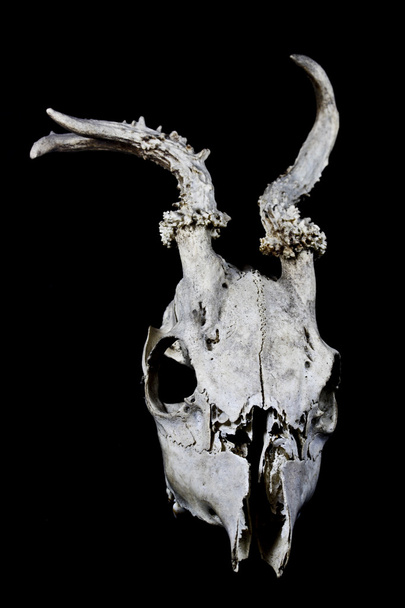 Deer Skull with Odd Antlers Isolated on Black Background - Photo, Image