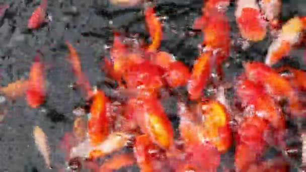 Gruppe von Goldfischen frisst Nahrung mit Geräuschen - Filmmaterial, Video