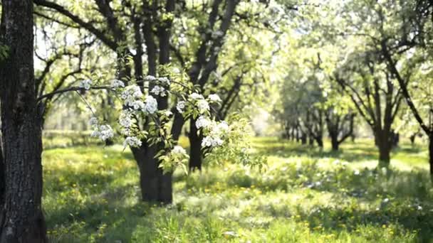 Bonita primavera florescendo jardim de maçã
. - Filmagem, Vídeo