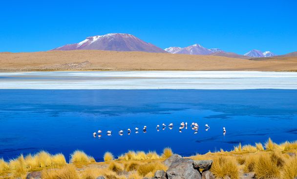 Plameňáci, Eduardo Avaroa andské Fauna národní rezervy, Bolívie - Fotografie, Obrázek