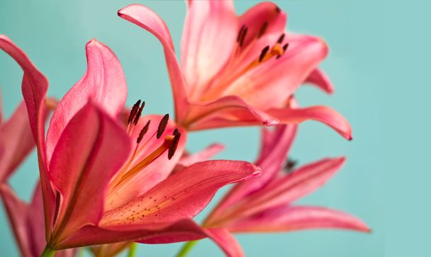 Beautiful Pink lilies background - Φωτογραφία, εικόνα