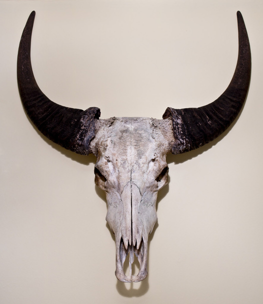 Buffalo schedel gemonteerd op een muur - Foto, afbeelding