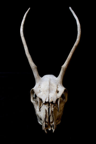 Deer Skull with Long Antlers on Black Background - Photo, Image