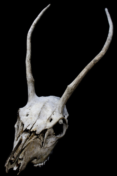 Cráneo de ciervo con cuernos largos sobre fondo negro
 - Foto, imagen