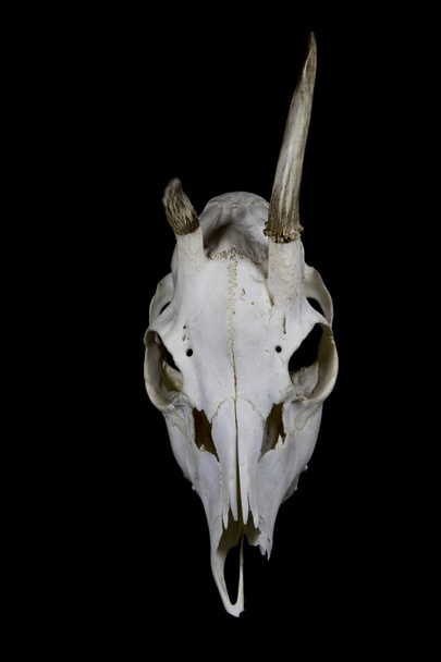 A fiatal szarvas koponya kis agancs - Fotó, kép
