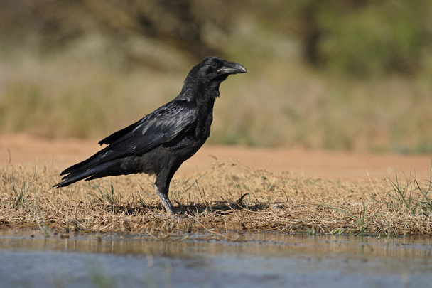 Raven, Corvus corax  - Photo, Image