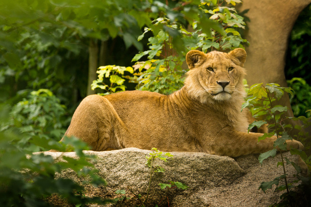 Rei Leão Futuro - Leão macho jovem
 - Foto, Imagem