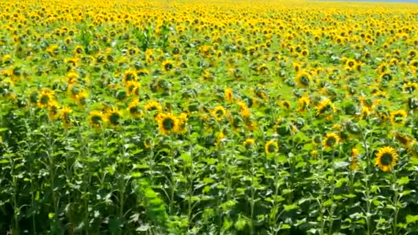 Feld mit Sonnenblumen - Filmmaterial, Video