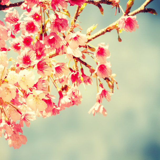 Frühlingsblumen. Hintergrund Natur - Foto, Bild