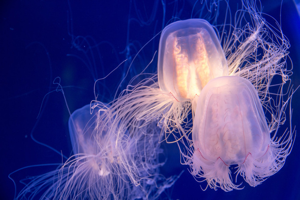 Light of Jellyfish with the blue background - Foto, imagen