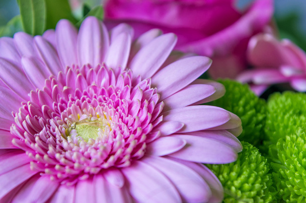 Pink gerbera flower - Photo, Image