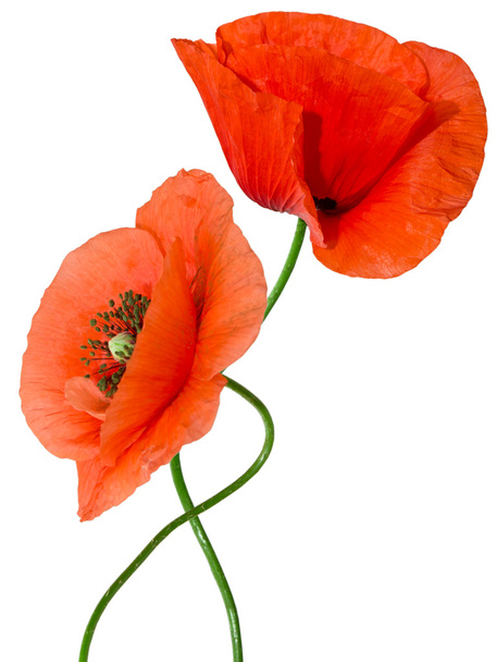 Red poppy - Foto, afbeelding