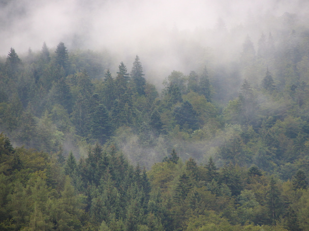 Floresta de montanha coberta de nuvens assustadoras após a queda de chuva
 - Foto, Imagem