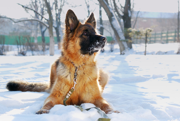 Bolyhos gyönyörű Németjuhász kutya Junior kiskutya egy havas téli mezőben portréja. kilenc hónapos korig - Fotó, kép