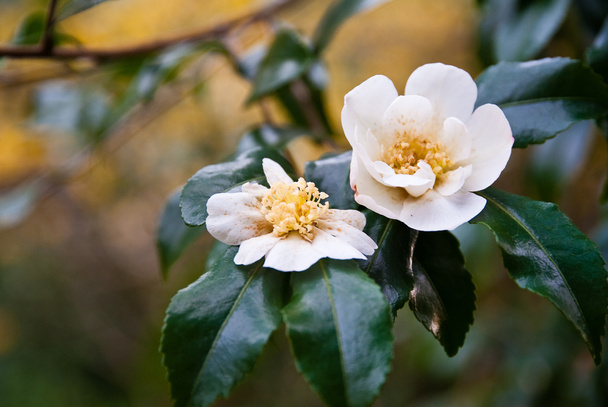 Camellia - Photo, Image