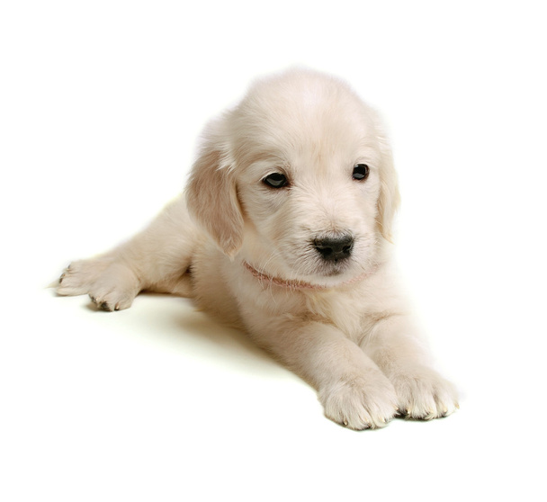 Cachorros de golden retriever
 - Foto, Imagen