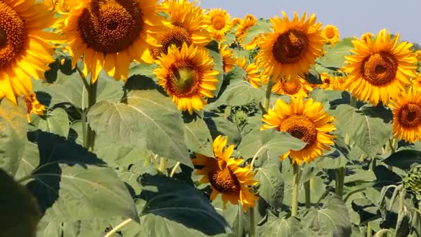 Feld mit Sonnenblumen - Filmmaterial, Video