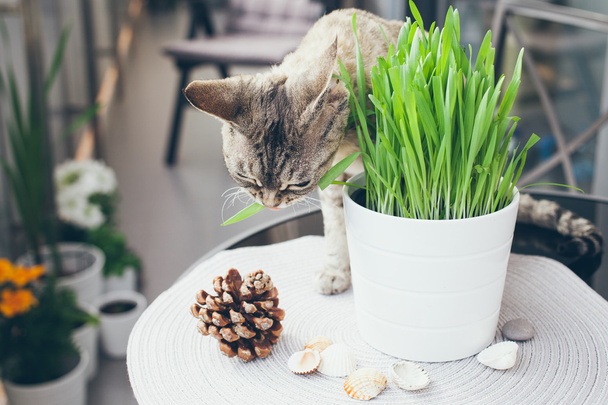猫草、ペット草。猫草を食べる猫 - 写真・画像
