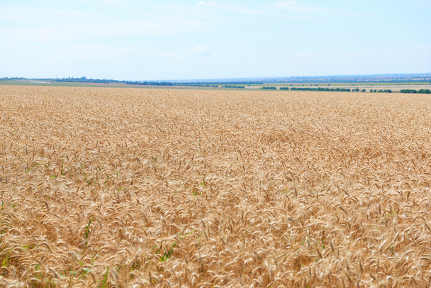 麦畑と澄んだ空、美しい夏の風景 - 写真・画像