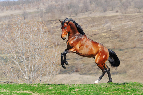 Лошадь бежит по полю
 - Фото, изображение