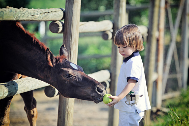 Little boy feeds horses with apple - Photo, Image