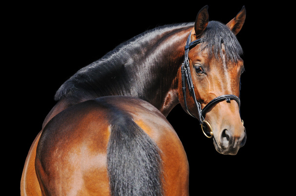 Portrait de cheval de baie isolé sur noir
 - Photo, image
