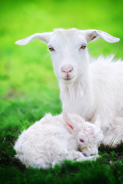 A goat and just born yearling in spring field - Photo, Image