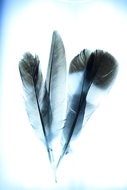 Abstract Feathers with Blue Tint Background - Foto, Imagen