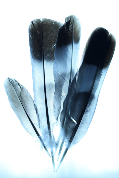 Absztrakt toll háttér kék árnyalat - Fotó, kép