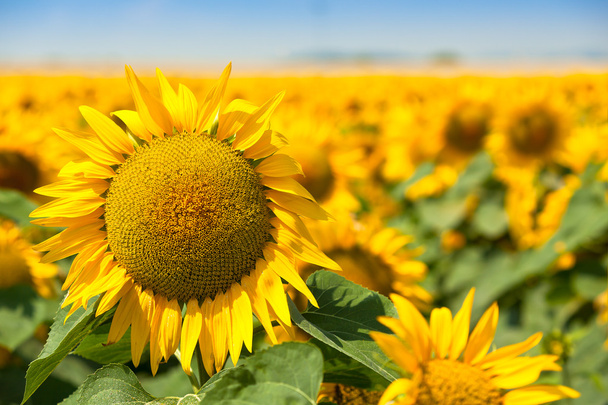 Blooming sunflowers in field - Photo, Image