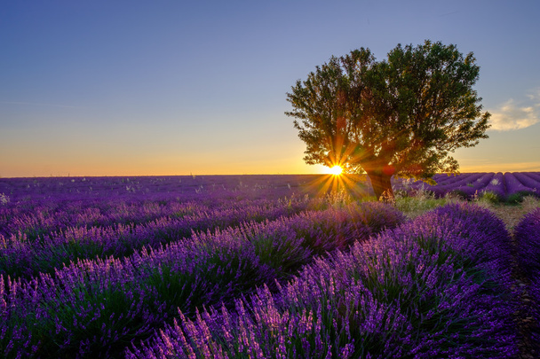 Tree in lavender field at sunset - Photo, Image