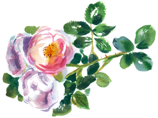   roses  with foliage - Zdjęcie, obraz
