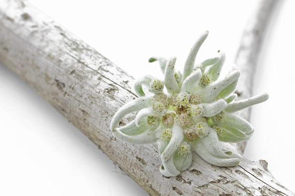 Fiore di Stella Alpina in fiore (Leontopodium alpinum
) - Foto, immagini