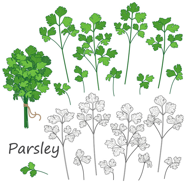 Parsley Leaves  Set - Vector, Imagen