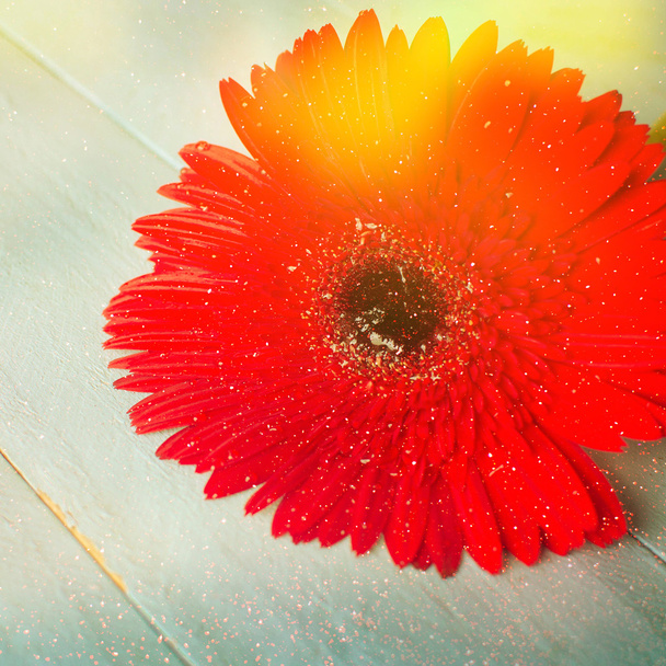 schöne rote Gerbera-Blume - Foto, Bild
