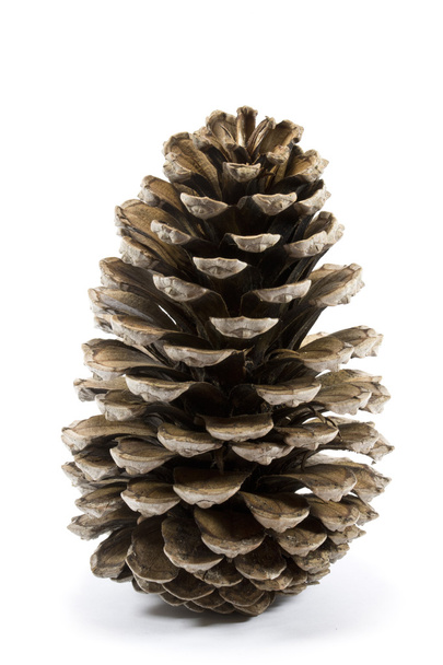 Pines Cones on a White Background - Photo, Image