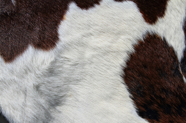 Fragmento de uma pele de uma vaca
 - Foto, Imagem