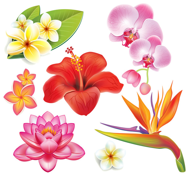 Set of tropical flowers - Vector, Image