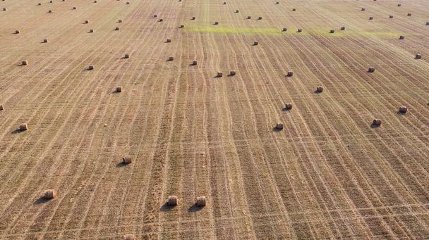 Round straw bales on fields - Φωτογραφία, εικόνα