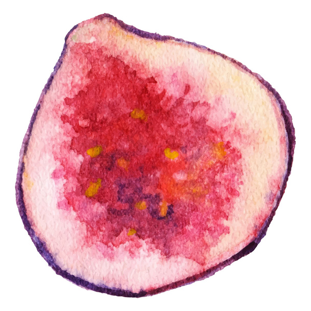 Akvarel půl obr exotické ovoce izolované vektor - Vektor, obrázek