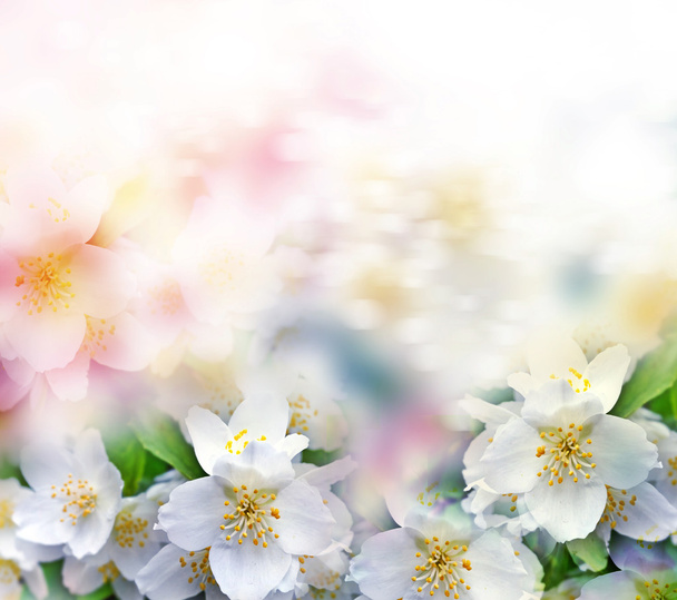 Biały jaśmin. Gałąź delikatne wiosenne kwiaty - Zdjęcie, obraz