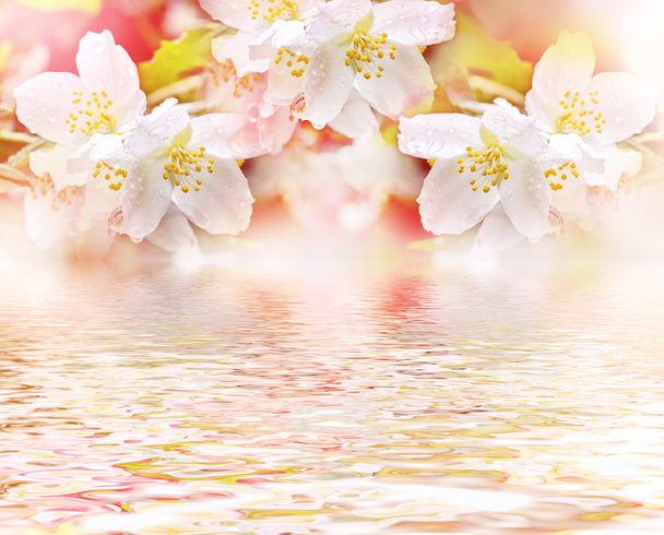Du jasmin blanc. La branche délicates fleurs de printemps - Photo, image